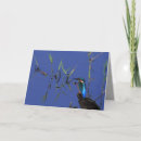 Buscar martín pescador tarjetas Pájaro