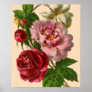 Buscar rosas hermosos posters Vintage