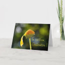 Buscar aus tarjetas Para todos