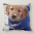 Buscar golden retriever cojines Perro