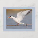 Buscar golondrinas postales Pájaros
