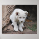 Buscar león posters Africano