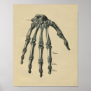 Buscar falange posters Anatomía