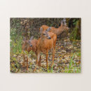 Buscar ciervos puzzles Para ellos