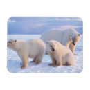 Buscar calentamiento global tarjetas Nieve