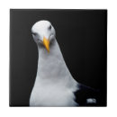 Buscar gaviotas azulejos Vida silvestre