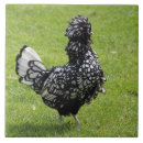 Buscar pollos azulejos General y unisex