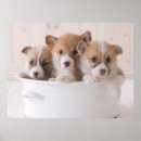 Buscar corgi lindo posters Queen elizabeth's