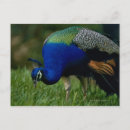 Buscar pavo real postales Vida silvestre
