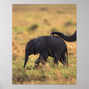 Buscar descendientes posters Animal