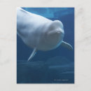 Buscar beluga postales Animales