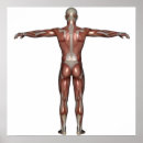 Buscar brazos decoracion Cuerpo