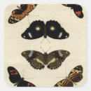 Buscar insectos pegatinas Mariposa