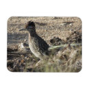 Buscar roadrunner Naturaleza