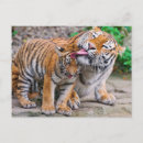 Buscar cachorro de tigre postales Animales salvajes