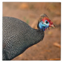 Buscar africa azulejos Vida silvestre