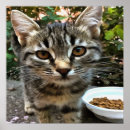 Buscar contactos posters Gatito
