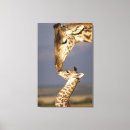 Buscar baby lienzos Adorable