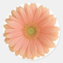 Buscar gerbera pegatinas Gerber daisy