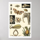 Buscar elefante posters Naturaleza