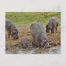 Buscar hippopotamus postales Tanzania
