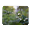 Buscar planta de imanes Verde