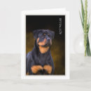 Buscar del rottweiler tarjetas Raza de perro