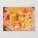 Buscar rosas amarillas postales Para ellos