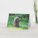 Buscar cerdo de tierra postales Groundhog