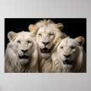 Buscar del león posters Salvaje
