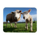 Buscar sheep imanes Animal