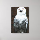 Buscar búho blanco lienzos Nieve