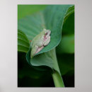 Buscar rana verde posters Ranas