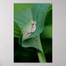 Buscar rana verde posters General y unisex