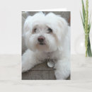 Buscar perro maltés tarjetas Amor