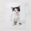 Buscar gatitos postales Animal