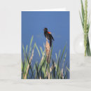 Buscar blackbird tarjetas Vida silvestre