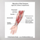 Buscar sistema muscular posters Anatomía