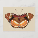 Buscar mariposa marrón postales Insectos
