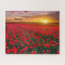 Buscar holanda puzzles Tulipán