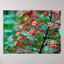 Buscar buddleia Arbusto