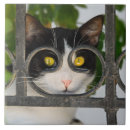 Buscar funny azulejos Animal