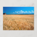 Buscar cebada postales Naturaleza
