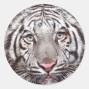 Buscar tigre blanco pegatinas Animal