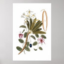 Buscar orquídeas verdes posters Botánica