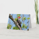 Buscar carpintero tarjetas General y unisex