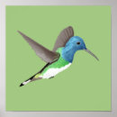 Buscar colibríes posters Para niños