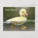 Buscar pato cuchara Animales
