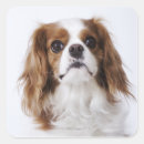 Buscar estudio pegatinas Naturaleza