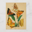 Buscar mariposas vintage postales General y unisex